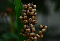 草麻豆,探寻古老植物的神奇功效与养生之道